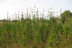 Leonotis nepetifolia